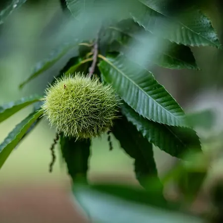 Moleloca - Pandora 빌라