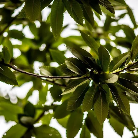 Moleloca - Pandora Turijn