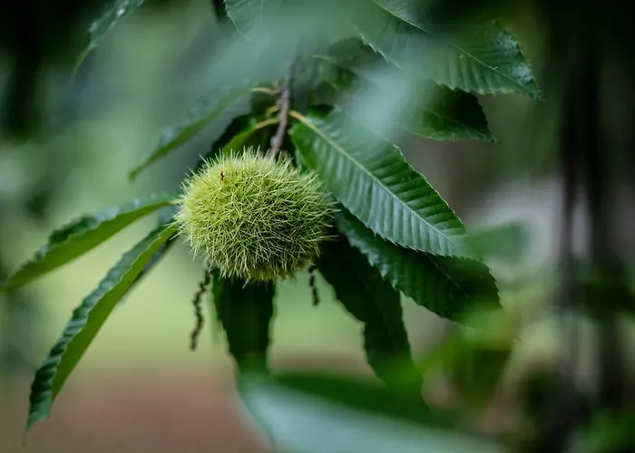 Moleloca - Pandora Vila